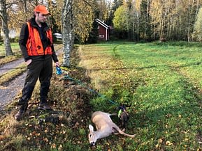 Korpiklaanin LM Rautakilpi lokakuu_2020 Peuran metsästys ajavalla kk- mäyräkoiralla