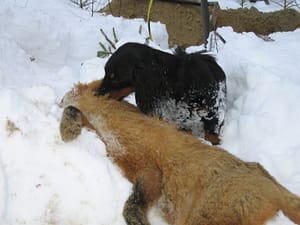 Badamtams Hasta la Vista eli Kerttu ja kettu vuonna 2011