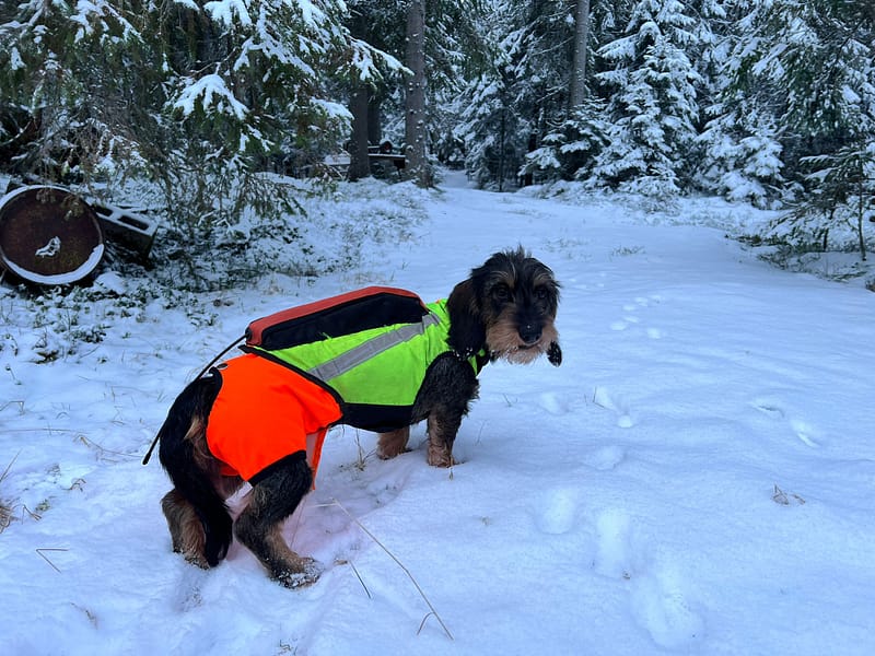 karkeakarvainen mäyräkoira